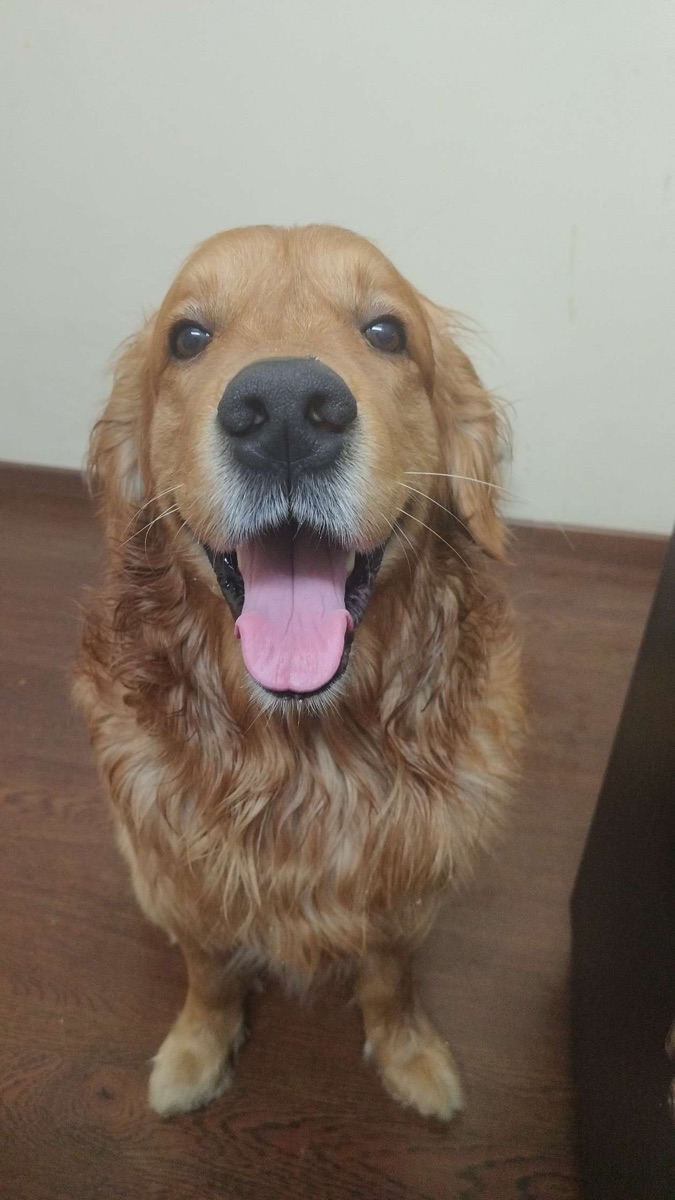 Close portrait of Shiro the golden retriever smiling
