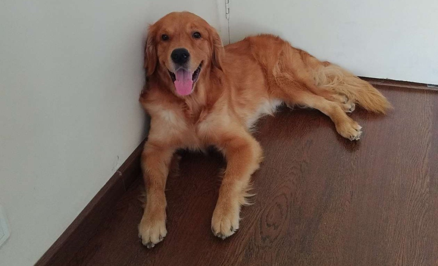 Shiro relaxing happily in a corner