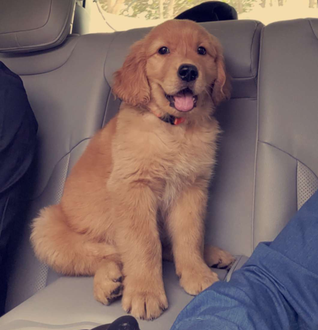 Shiro as a golden retriever puppy