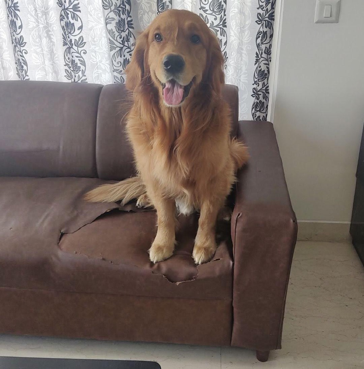 Adult Shiro sitting on a sofa